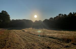 Field with sunset