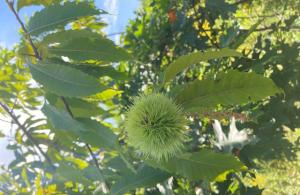 American chestnut bur, Concord