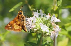 Pollinator on a flower