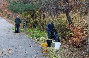 Keene volunteers removing invasive plants