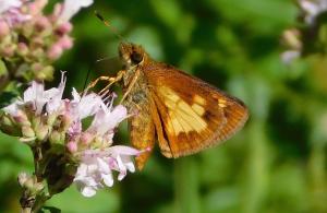 Mulberry Wing Butterfly