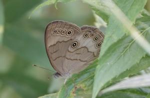 Appalachian Brown Butterfly