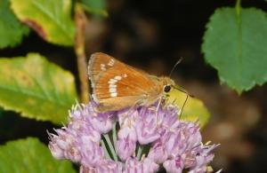 Leonard's Skipper