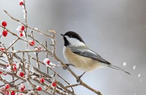 chickadee in backyard