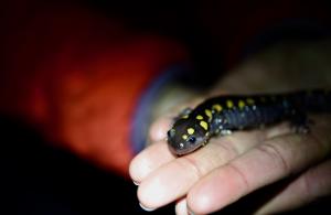 spotted salamander in volunteer hands