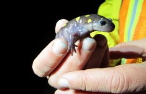 Spotted Salamander in hand