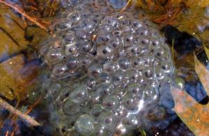 Egg mass in vernal pool