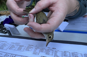 Bird Banding Forest Society
