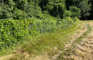 invasives along fenceline