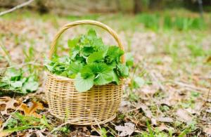 Garlic mustard in picnic basket