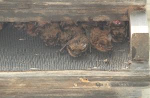 Bat colony close up