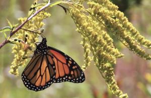 monarch butterfly on plant