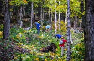 trail volunteers cleaning ski glade