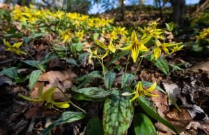 trout lillies