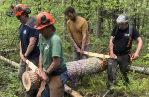 volunteers carrying tree