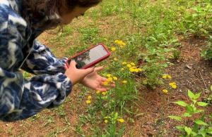 person holding iphone photographing a flower