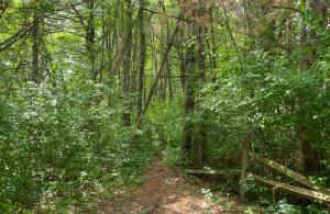 invasive plants on trail