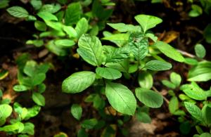 buckthorn