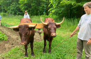 Oxen in yoke with farmer