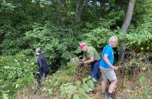 volunteers removing invasive plants