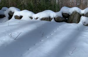 wildlife tracks in snow