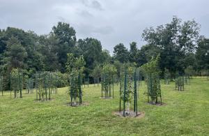 planted chestnut trees in field