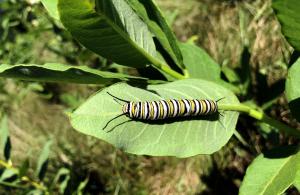 monarch catepillar