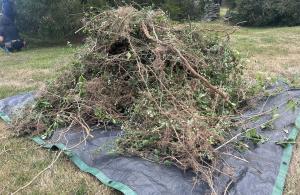 pile of invasive plants