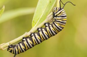 monarch caterpillar