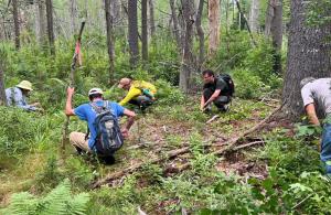 people removing invasive plants