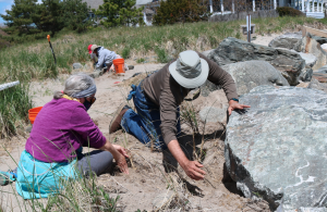 people planting dune grass