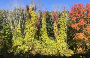 invasive plants on tree