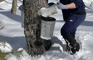 person maple sugaring