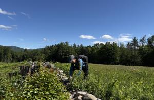 person pulling invasive plants along stonewall