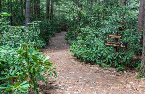 rhododendron trail