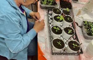person planting seedlings