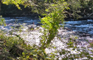 invasive plants along river