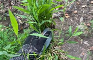 stiltgrass