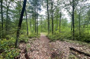 trail in the woods