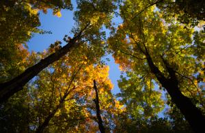 view of tree tops