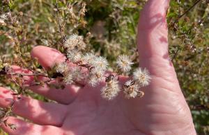 hands with native flower seeds