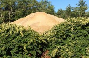 Japanese knotweed taking over a sand pile