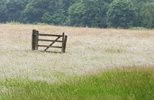 fence in a field