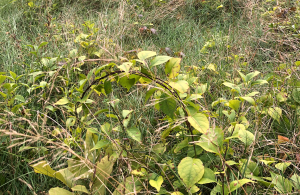 bittersweet vine