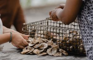 Oyster shells and cage