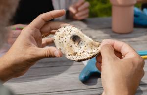 hands holding an oyster shell