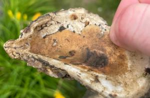 oyster