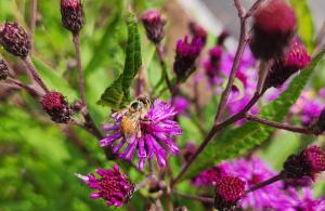 bee on flower