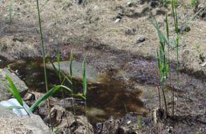 phragmites growing along brook