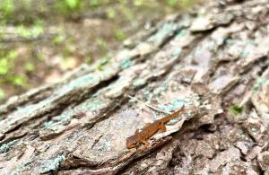 red eft on bark